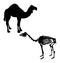 Silhouette and skeleton of a camel