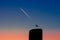Silhouette of skyscraper with flag on top against a gradient sky with turbojet trails above