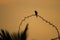 Silhouette of small bird perching a thorny stem,with silhouette of coconut leaves in the corner.