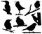 Silhouette of the small birds