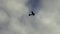 Silhouette of small civil aircraft in sky. Double seat plane flies forward in cloudy sky. agricultural air vehicle