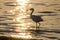 The Silhouette of the Snowy Egret at the Malibu Lagoon