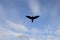 Silhouette of a soaring crow bird in a blue cloudy sky