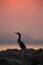 Silhouette of Socotra cormorant and beautiful hue during sunrise at Busaiteen coast of Bahrain