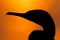 Silhouette of a Socotra cormorant during sunrise, Bahrain