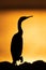 Silhouette of a Socotra cormorant during sunrise at Busaiteen coast of Bahrain