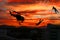 Silhouette Soldiers rappel down to attack from helicopter with sunset and copy space add text Concept stop hostilities To peace