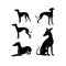 Silhouette Solid Vector Icon Set Of Dog, Breeds, Canine, Pooch, Hound, Puppy, Mutt, Pet, Doggy.