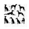 Silhouette Solid Vector Icon Set Of Dog, Breeds, Canine, Pooch, Hound, Puppy, Mutt, Pet, Doggy.