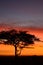 Silhouette of a solitary acacia tree against a bright orange sunrise in Serengeti National Park, Tanzania, Africa
