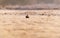 Silhouette of solitary european rabbit in frozen meadow.