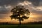 Silhouette of a solitary oak tree at golden hour in autumn / fall. UK