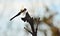 Silhouette of a solo dragonfly is resting on a plant in late October