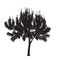 Silhouette of the southern pine with young escapes on a white ba