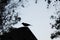 Silhouette of a Sparrow sitting on a branch against the light. Bird in the branches against the sky. Background with silhouettes