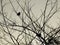 Silhouette of sparrows bird at sunset time on a tree branches in Cairo Egypt