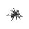 Silhouette of a spider tarantula insect in isometric shape with shadows, 3D tattoo design