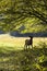 Silhouette of a spike elk in the edge of woods.