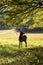 Silhouette of a spike elk among yellow leaves in fall.