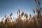 Silhouette of Spikelets of golden wheat on field. Landscape rural on the sunset.