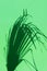 Silhouette of spiky feathery dangling palm leaf on green background. Hard light harsh shadows. Tropical vacation traveling