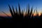 Silhouette of a spiky plant on a background of a gradient sky evening time