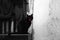 Silhouette of spooky black cat in halloween night, black & white