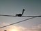 silhouette squirrel walking on the electric wire in the morning animal