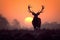 Silhouette of stag peacefully grazes in a tranquil meadow at sunrise