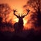 Silhouette of stag peacefully grazes in a tranquil meadow at sunrise