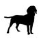 Silhouette of a Standing Bavarian Mountain Hound Dog