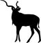 Silhouette of a standing kudu antelope