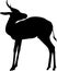 Silhouette of a standing springbok antelope