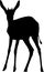 Silhouette of a standing springbok antelope