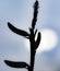 silhouette of the stem and flowers of aloe vera against the backdrop of the setting sun