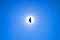 Silhouette Steppe eagle flying under the bright sun and clear blue sky in summer