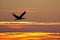 Silhouette of stork flying at sunset