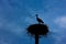 Silhouette stork in the nest