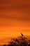 Silhouette of a Stork at sunset