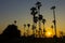 Silhouette sugar palm tree in sunset