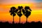 Silhouette of sugar palm trees with rice filed on whit