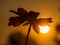 Silhouette of sunflower head at sunrise-