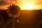 Silhouette of sunflowers in a field in the afternoon.â€¨