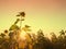 Silhouette Sunflowers field, with blue sky on sunny day