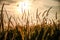 silhouette sunset and grass weed