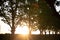 Silhouette of sunset in grove of maple trees Platanus x hispanica in Brazil