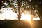 Silhouette of sunset in grove of maple trees Platanus x hispanica in Brazil