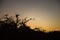 Silhouette during sunset of rainforest trees & foliage on the Amazon River in State of Amazonas, Brazil, South America