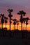 Silhouette sunset sugar palm tree