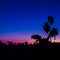 Silhouette at sunset. Vine at sunsett